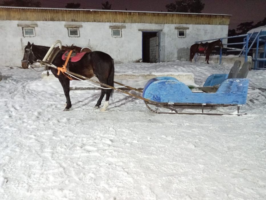 Айгыр жеребец семь лет