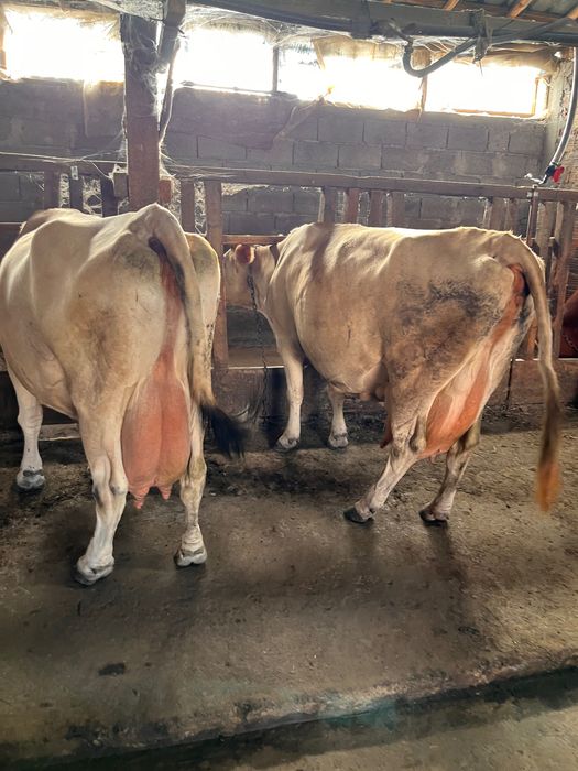 Продавам Крави  3 броя