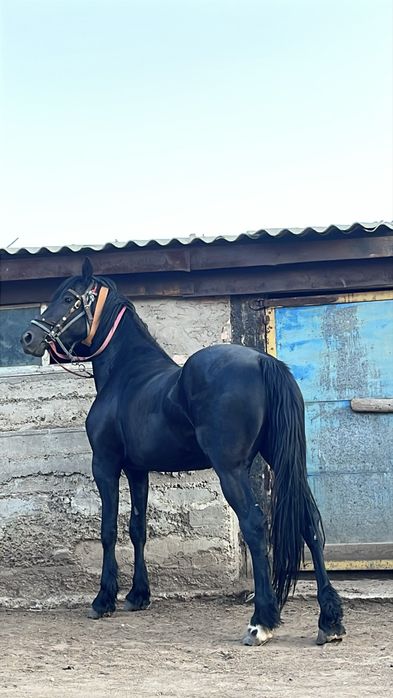 Фриз кобыла (без док)