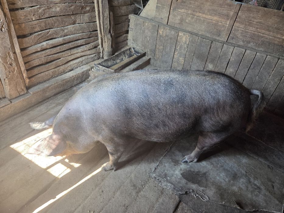 Vând Capră de carne