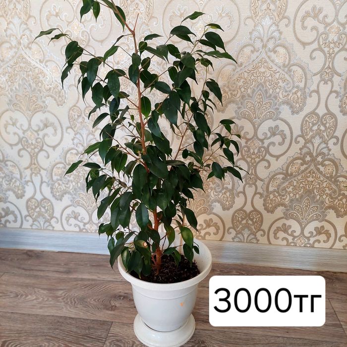 Гулдер сатылады  бөлме гулдері