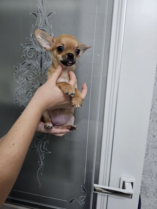 Продам щенка чихуахуа