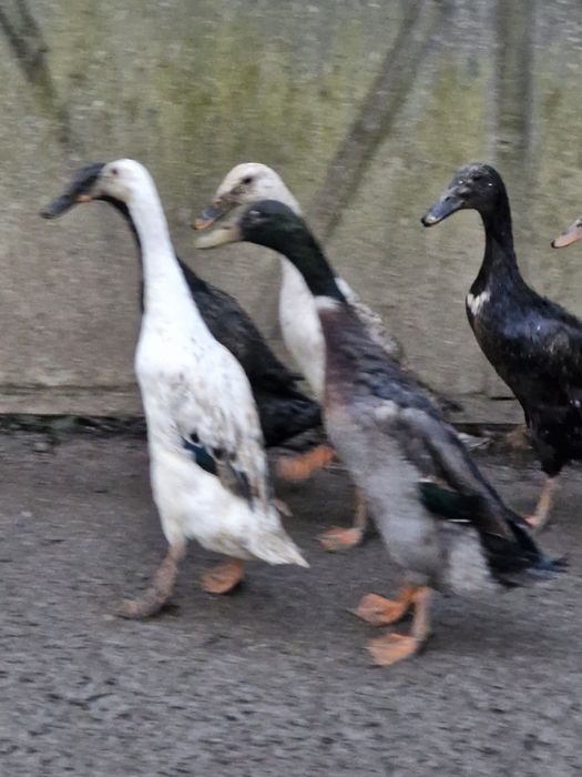 Rațe indiene  de vânzare