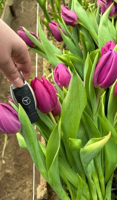 Тюльпаны оптом и в розницы