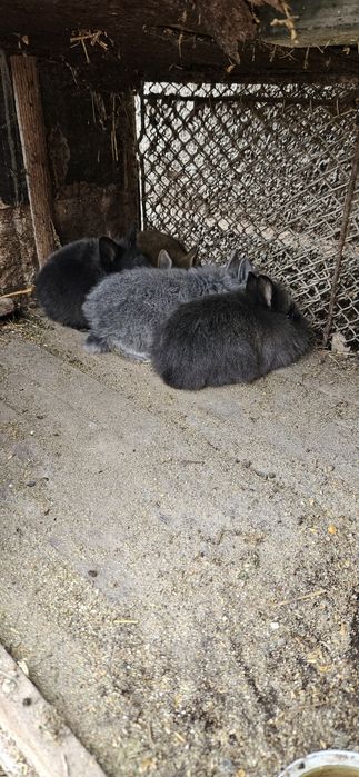 Iepurași cap de leu