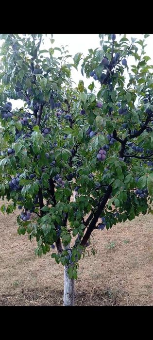 Vând prune calitate superioară