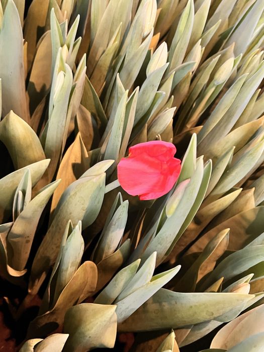 Цветы по хорошой стоимости