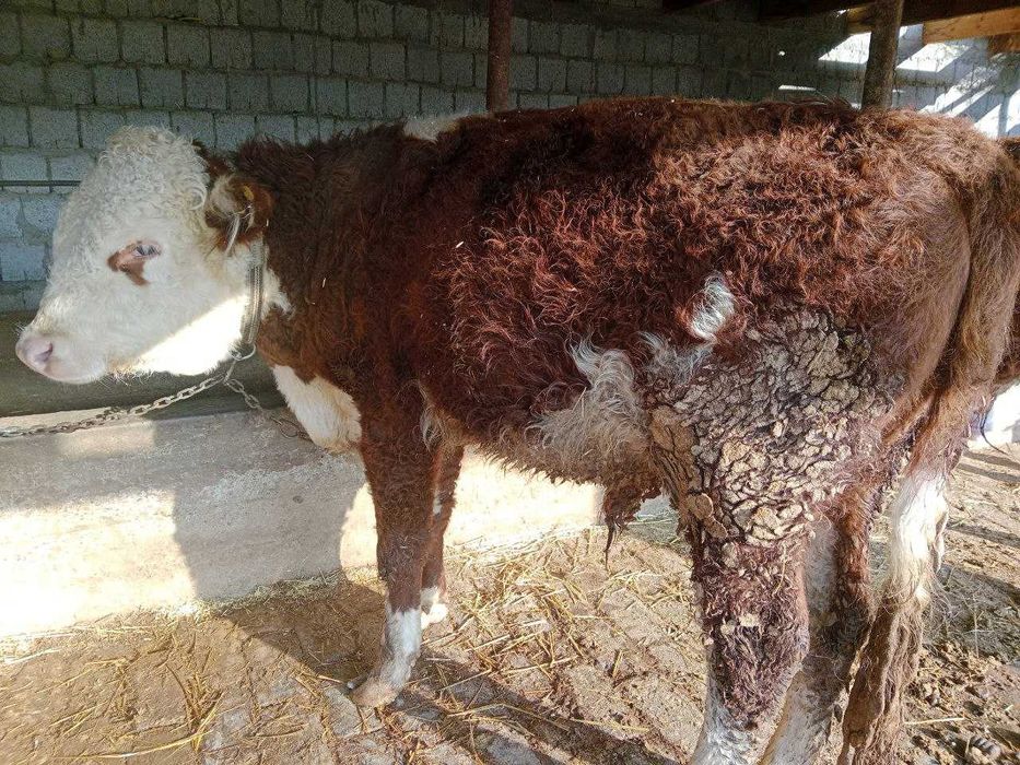 simmentallarni hamasi sotiladi