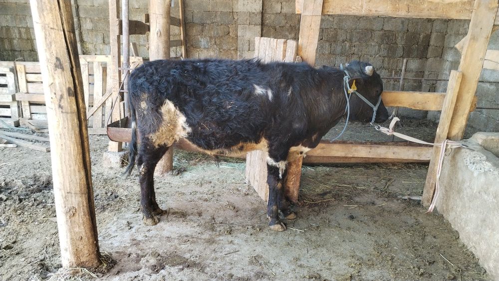 1  жасар  бұқа  жергілікті