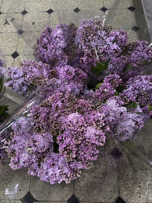 Сирень - новая поставка