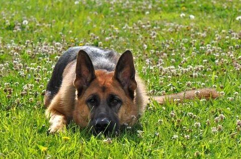 Овчарка сатылады таза канды туып тұрған ұрғашы