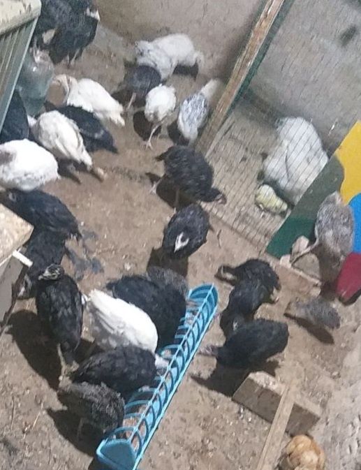 Курка,индюк тухуми сотилади 50 та