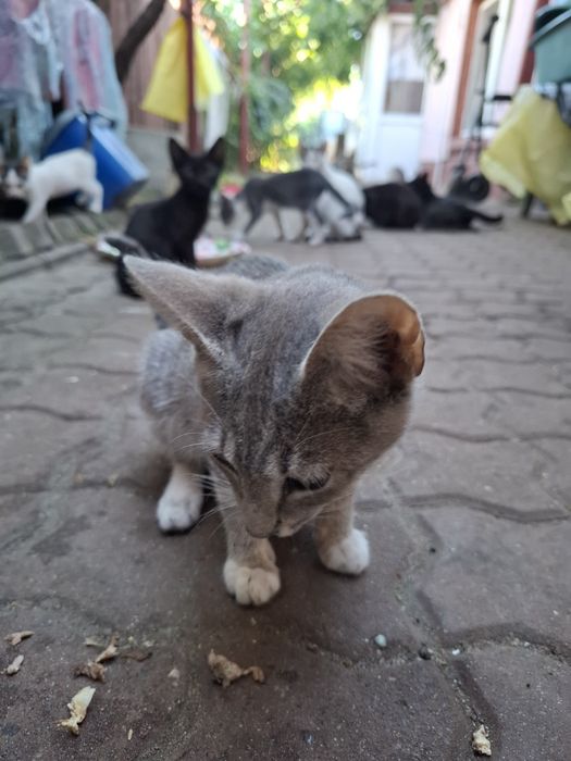 Ofer spre adoptie