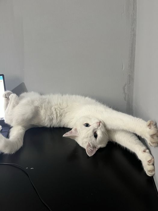 Отдам кошку 1 год