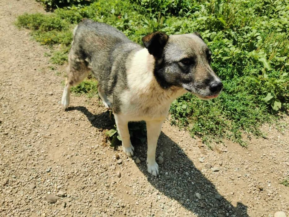 Britta isi cauta familie