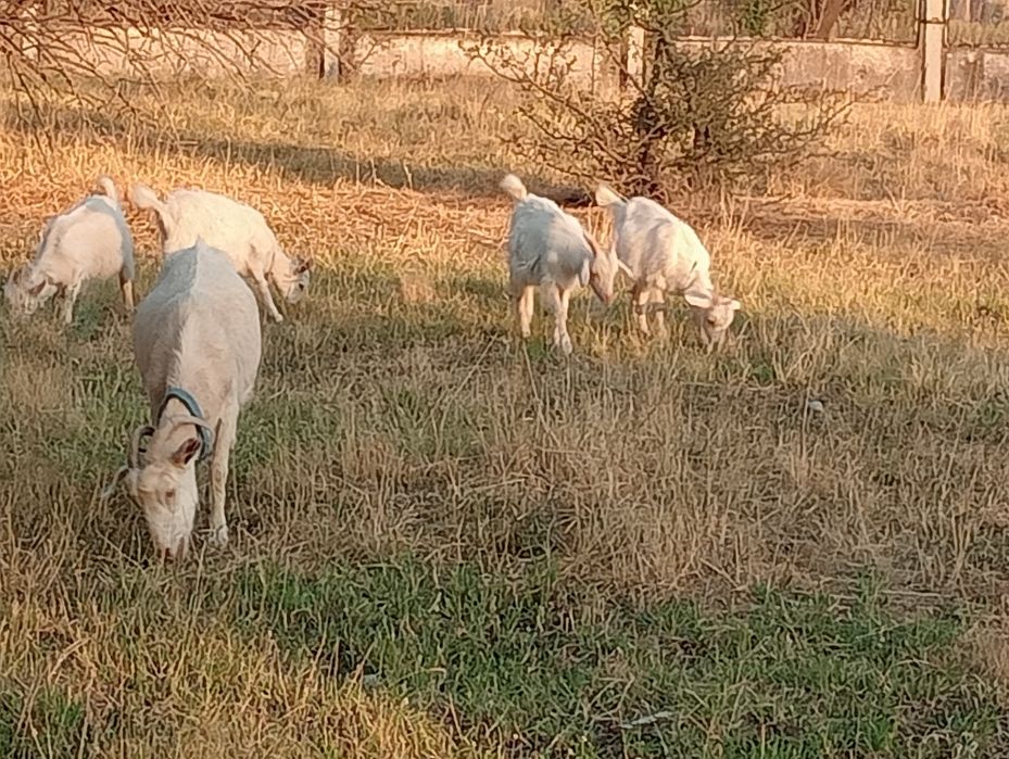 Шыбыш лактар ургашы еркек бар