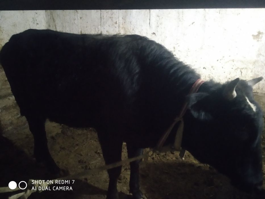 Срочно сотилади хуккуз арзонга