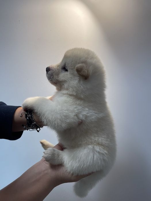 Pui Akita Inu Japonez