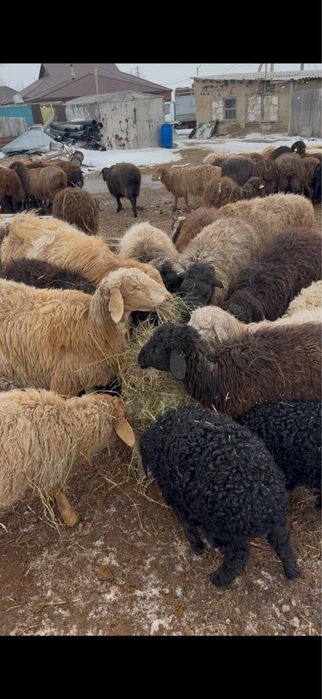 Продам баранов!!!