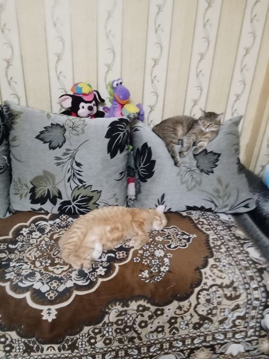 Отдам в хорошие руки