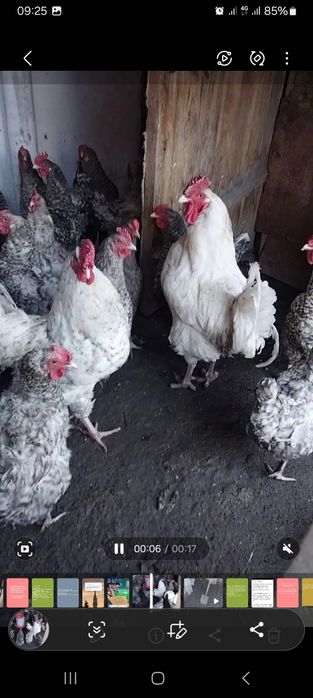 Инкубационное яйцо пушкинских курей