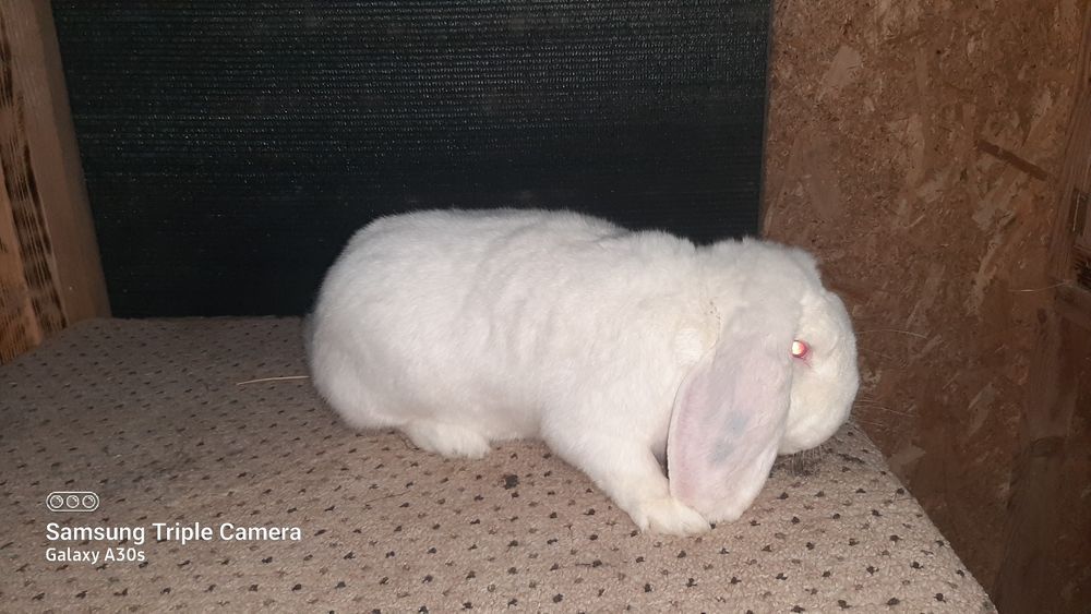 Mascul berbec german din 2025