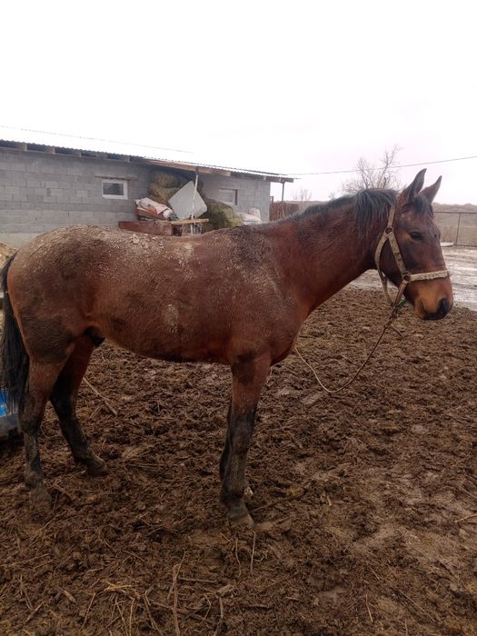 Лошадь 2.5 года обученый