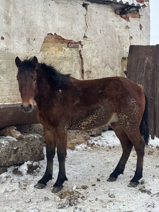 Продам жеребца полутяж