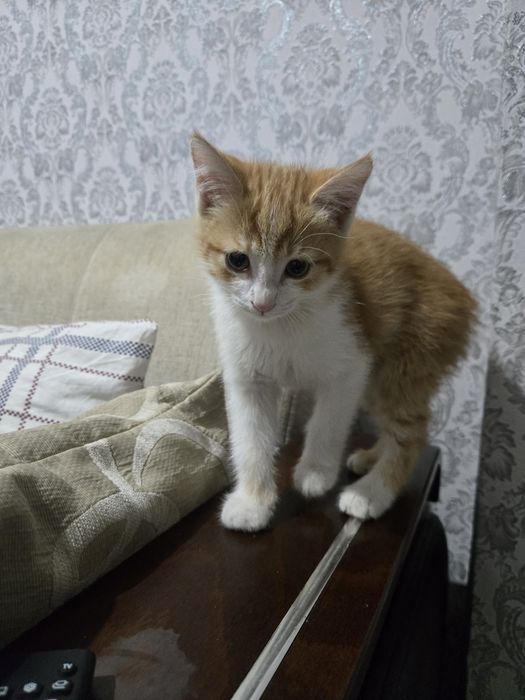 Всем привет. Одаю котенка