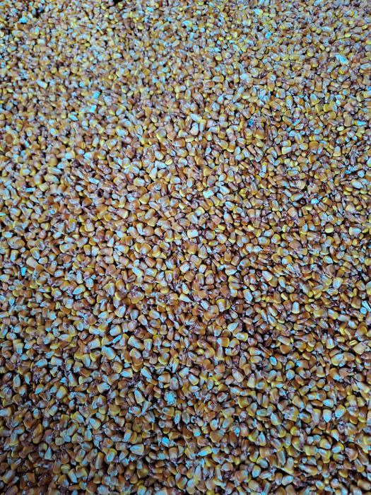 Vând porumb kws recolta 2025