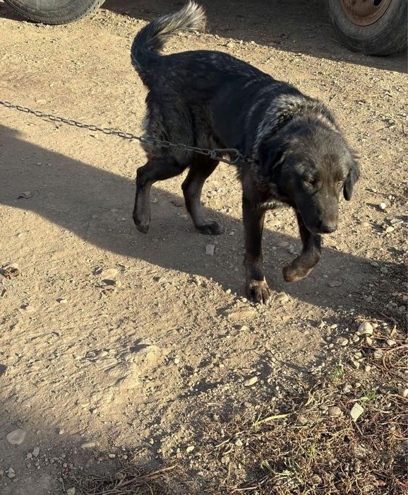 Vand cătea Ciobanesc Caucazian