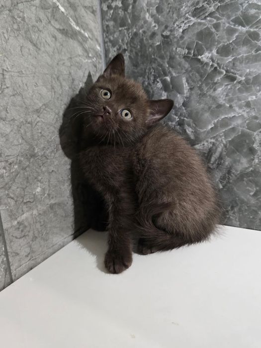 Scottish  straight și scottish fold.