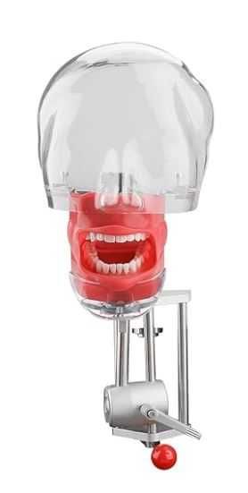 Phantom Head - Cap de manechin simulator dentar