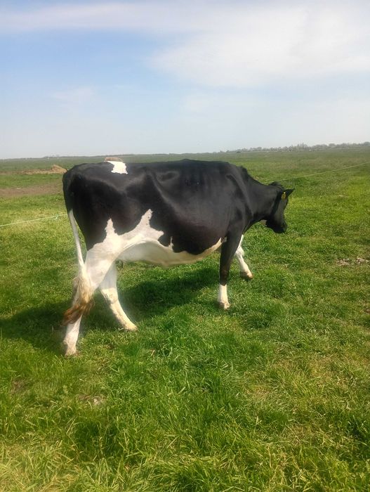 Animale vaci de lapte