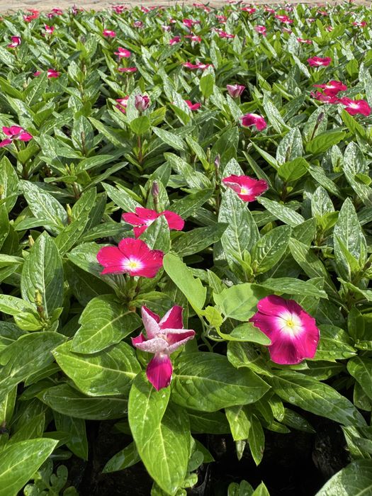 Katarantus, hamisha bahor gul ko’chatlari