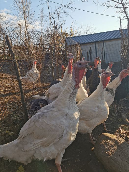 Curci românești crescute la țară