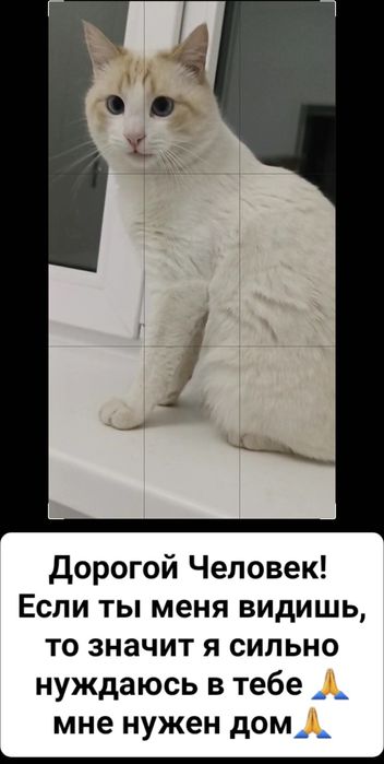Кот домашний кострирован