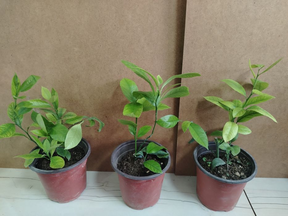 Лимон деревце плодоносящее