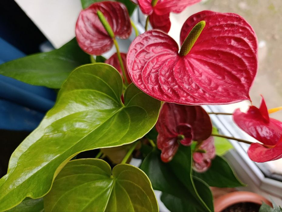 Цветок антуриум продаётся