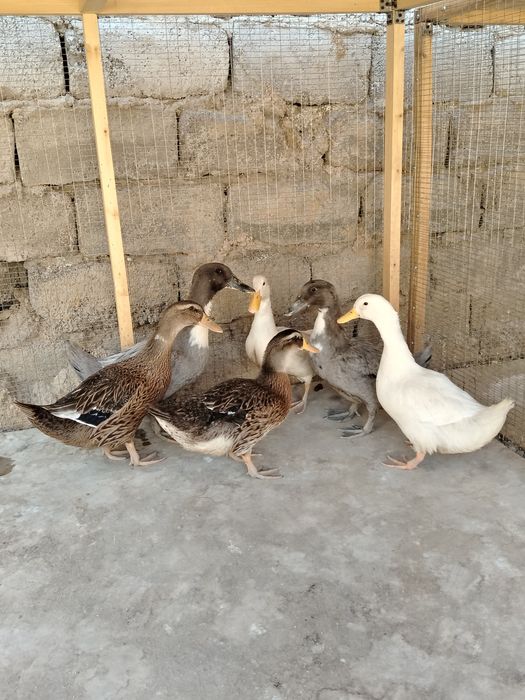O'rdak bolalari sotiladi srochna
