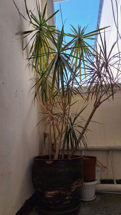 Драцена Маргината