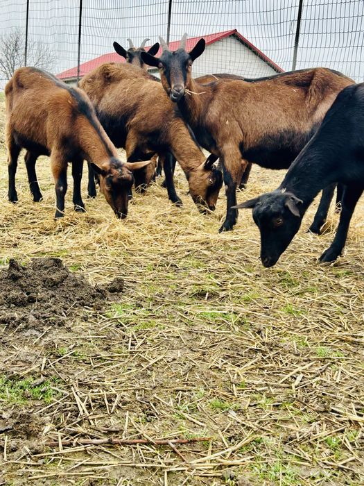 Alpina Franceza Gestante