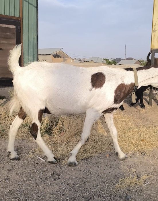 Битал ешкилер сатылады