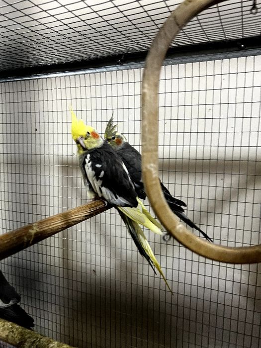 Попугаи корелла,