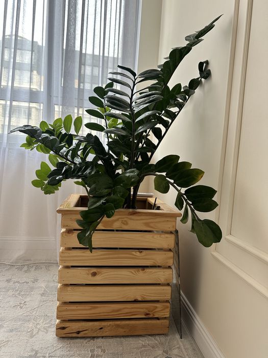 Комнатное растение