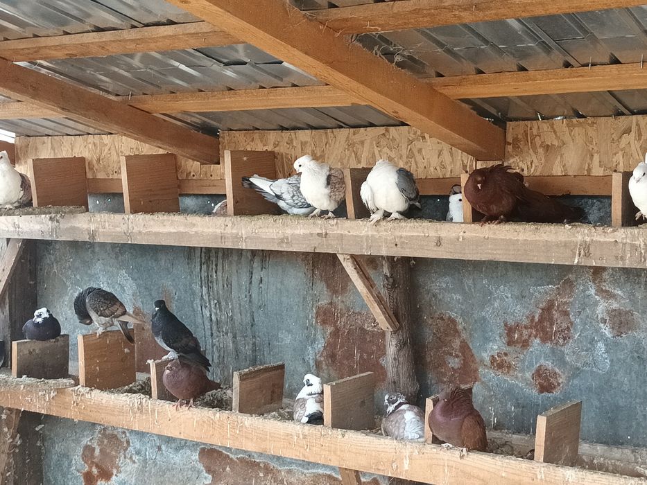 Porumbei de vânzare