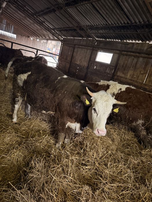 Juninci Gestante Baltata Romaneasca