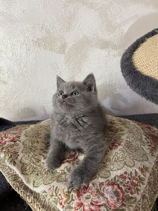 British shorthair