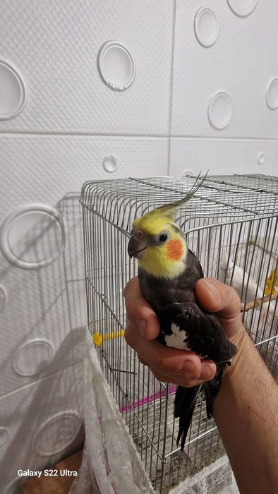 мъжки папагал корела