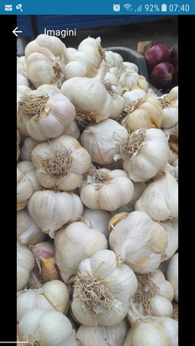 Sămânță usturoi românesc de COPALAU